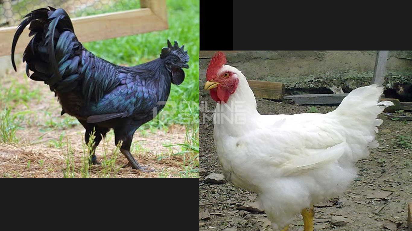 black and white chicken