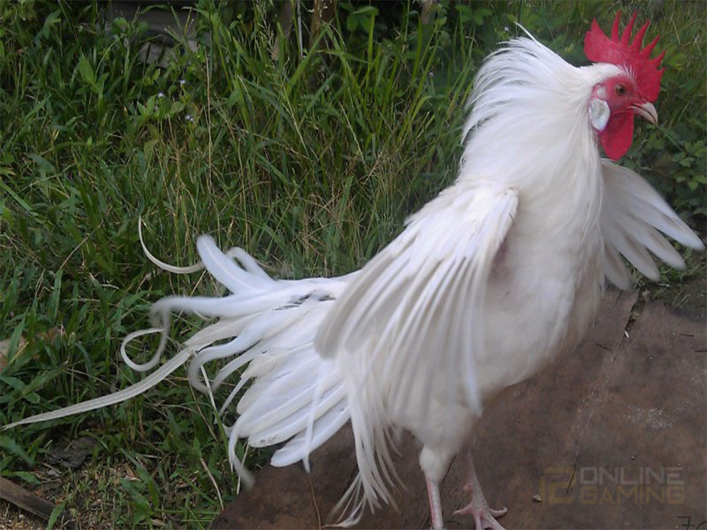 Mengenal Ayam Onagadori