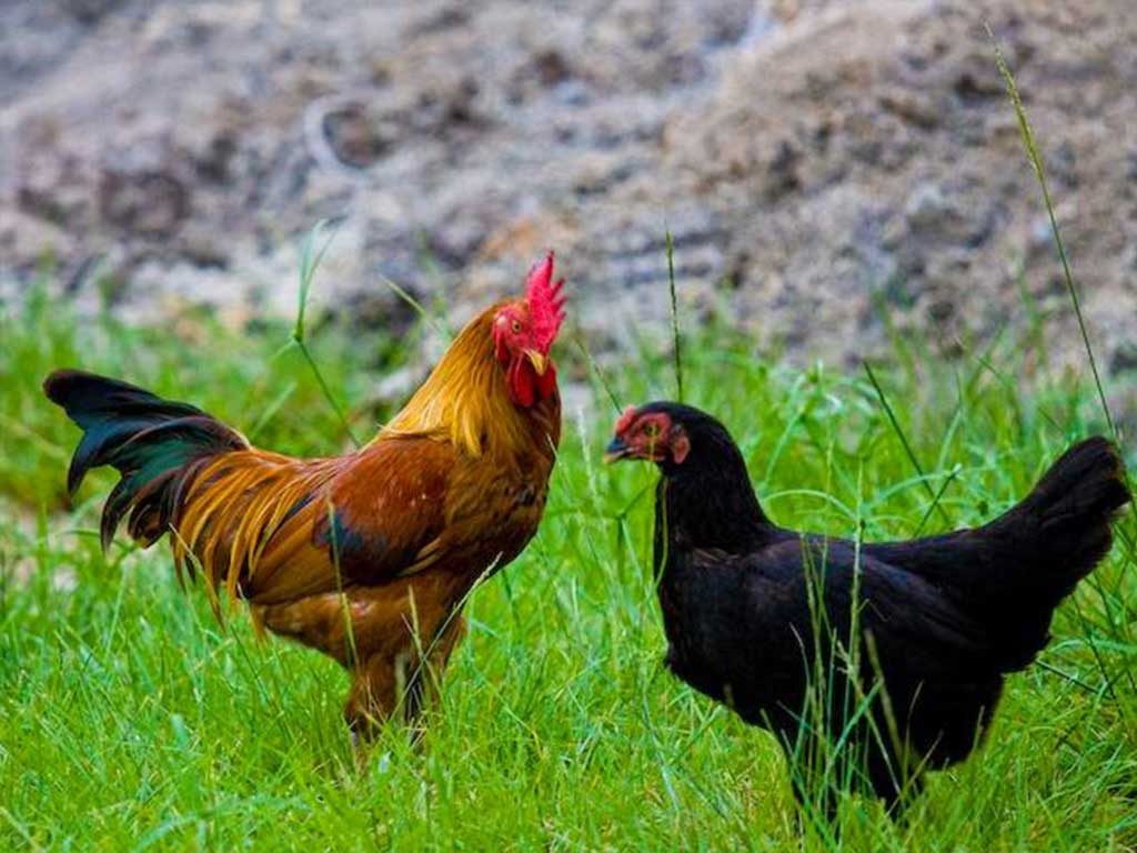 Ayam Lokal Yang Hampir Punah
