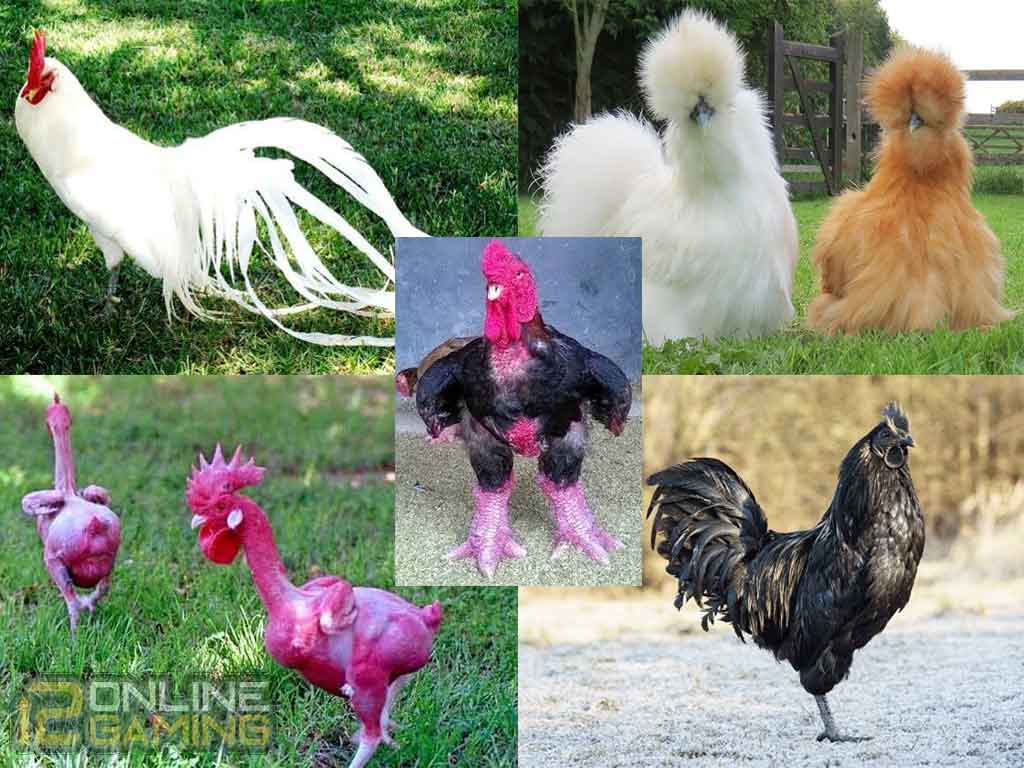 Ayam Unik Dan Langka Di Dunia