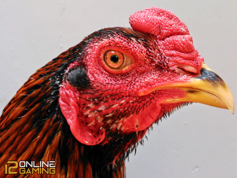 Cara Memilih Bentuk Mata Ayam Aduan Juara