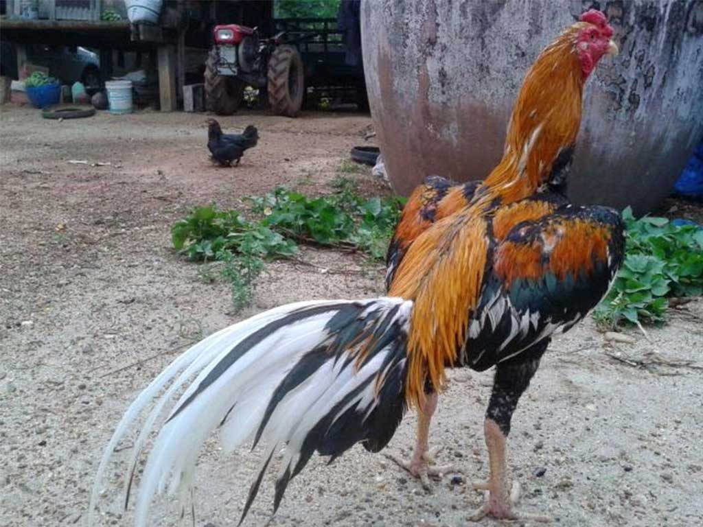 Mengatasi Ayam Bangkok Bantat