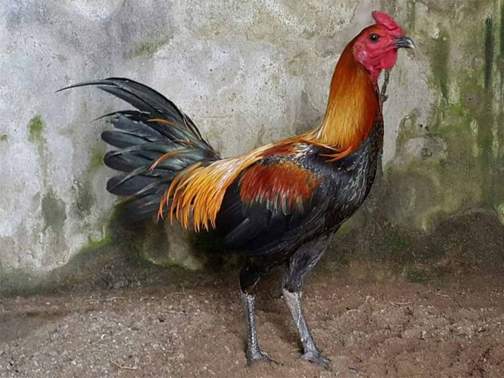 Mengenal Ayam Aduan Peruvian