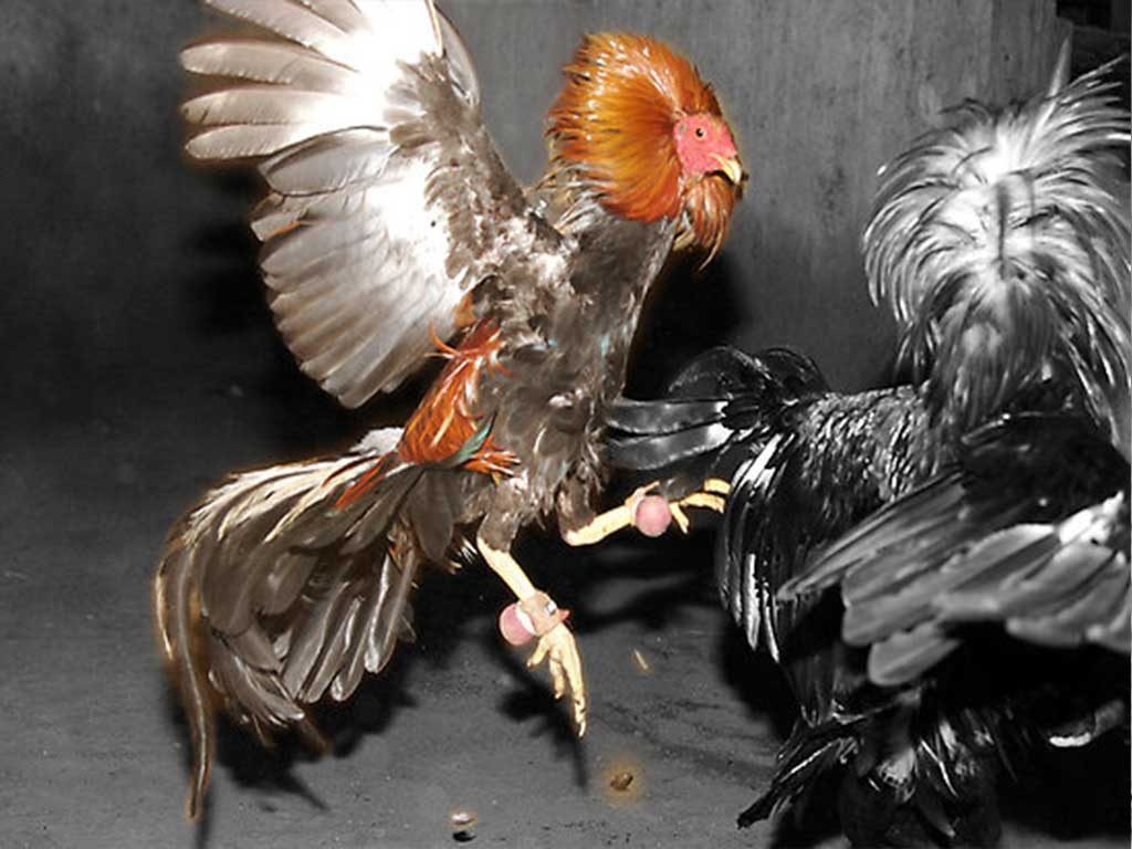 Mengenal Ayam Bangkok Teknik Brakot 
