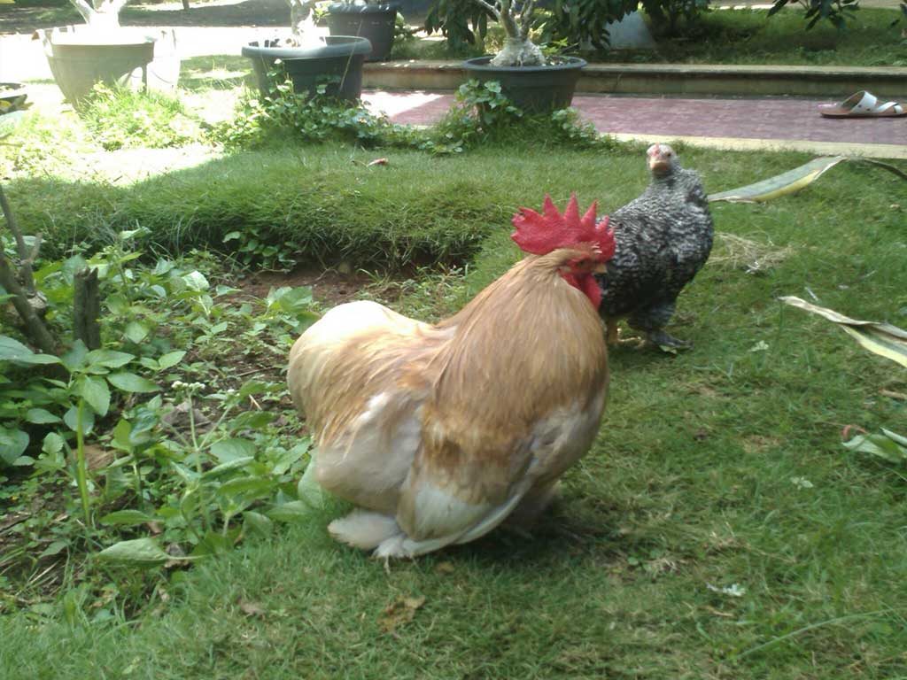 Mengenal Ayam Hias Cochin