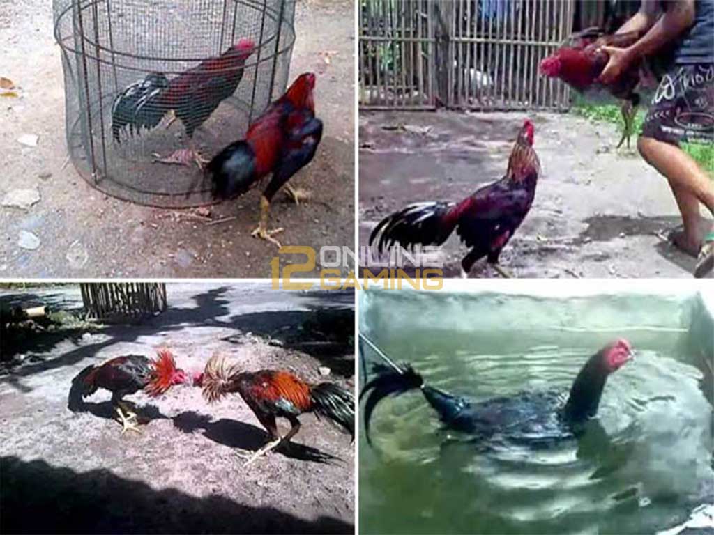 Kesalahan Dalam Merawat Ayam Bangkok