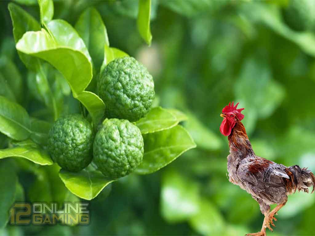 Manfaat Daun Jeruk Purut Untuk Ayam Aduan