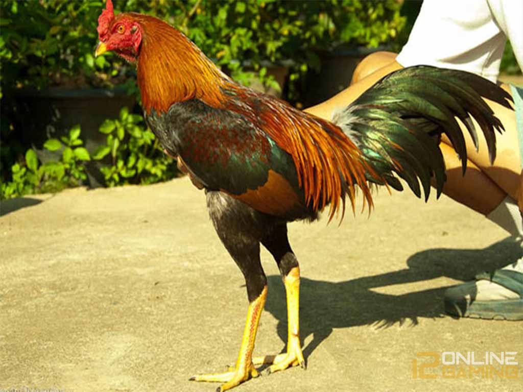 Tips Merawat Ayam Bangkok Hingga Siap Tarung