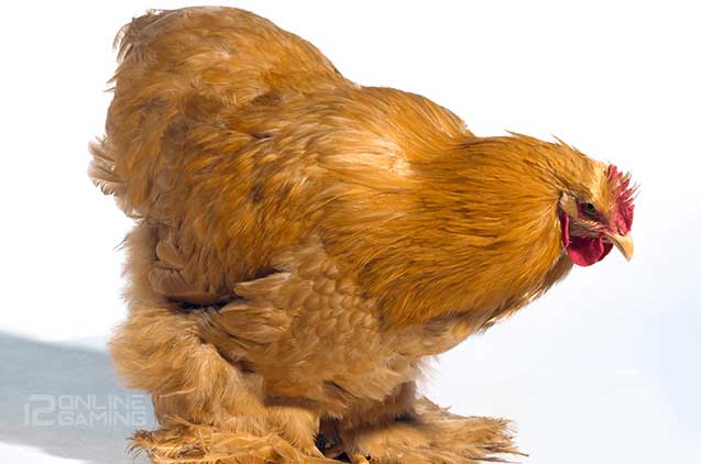 Ayam-ayam Terbesar Di Dunia