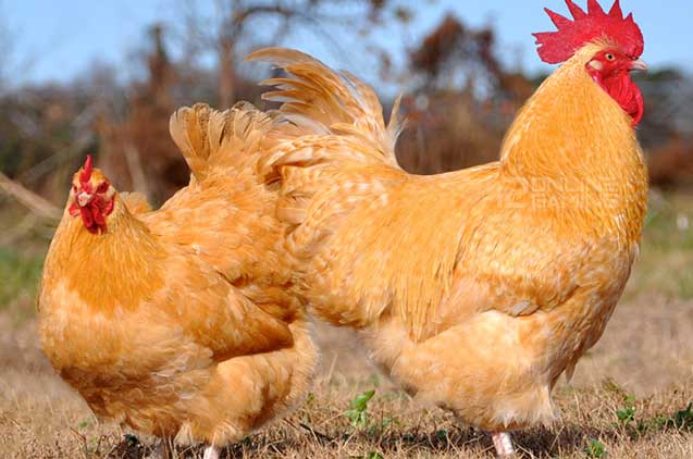 Ayam-ayam Terbesar Di Dunia