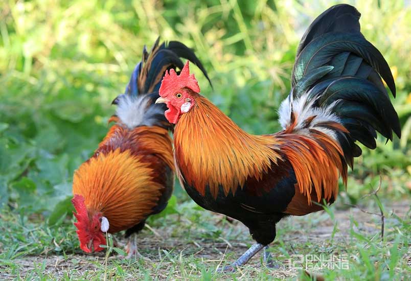 Mengenal Ayam Hutan Merah