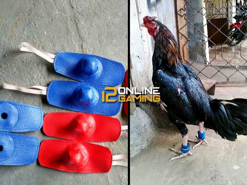 Alat-alat Untuk Melatih Fisik Ayam Aduan