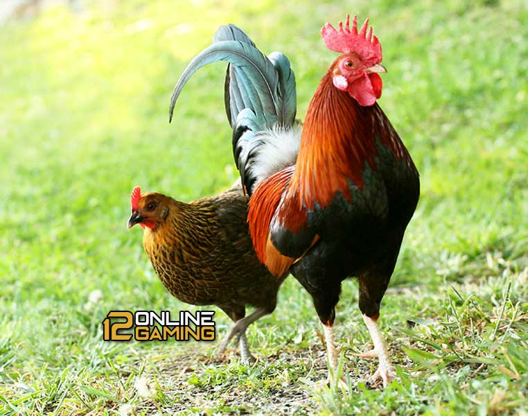 Ciri Pemacek Indukan Betina Ayam Aduan Berkualitas-12onlinegaming