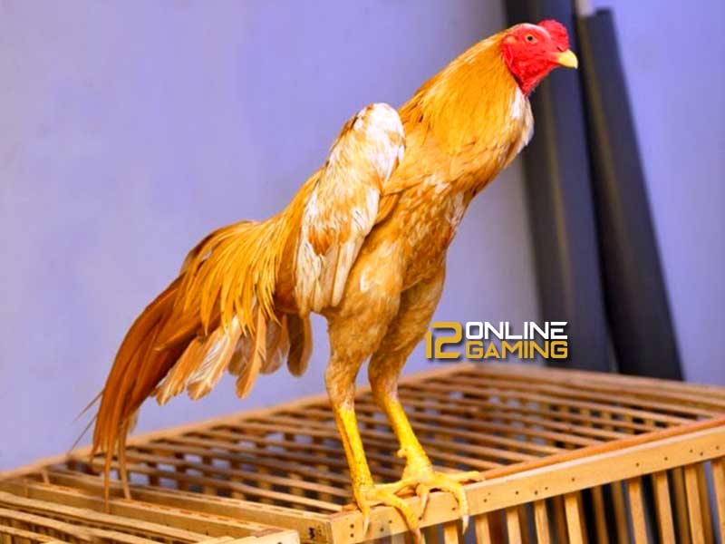 Kelebihan Ayam Bangkok Wangkas Emas