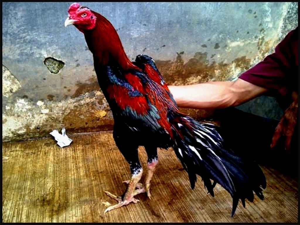 Kelebihan Ayam Siam Dari Thailand
