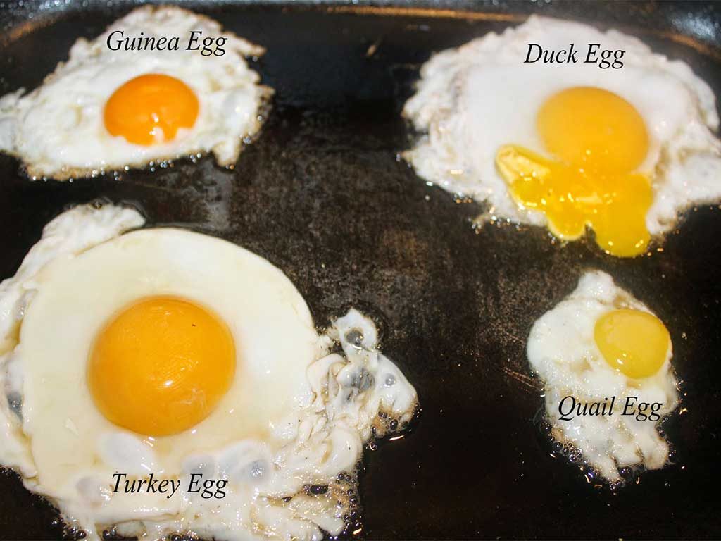 Manfaat Mengonsumsi Telur Ayam Kalkun