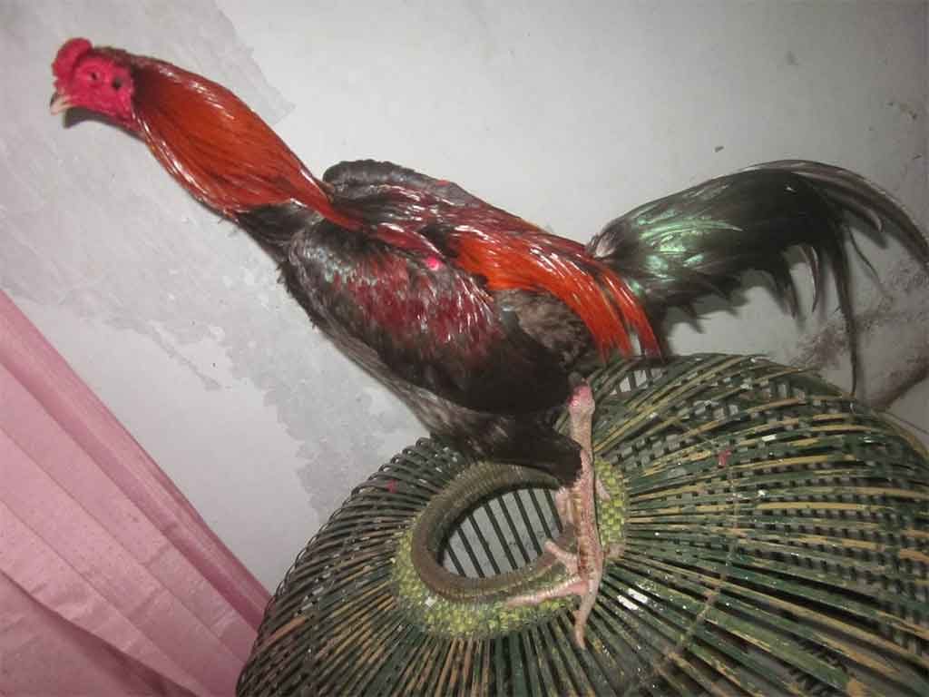 Mengenal Ayam Aduan Banten