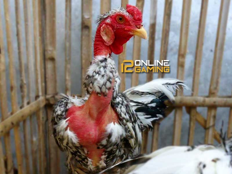 Mengenal Ayam Legund (Leher Gundul) 12onlinegaming