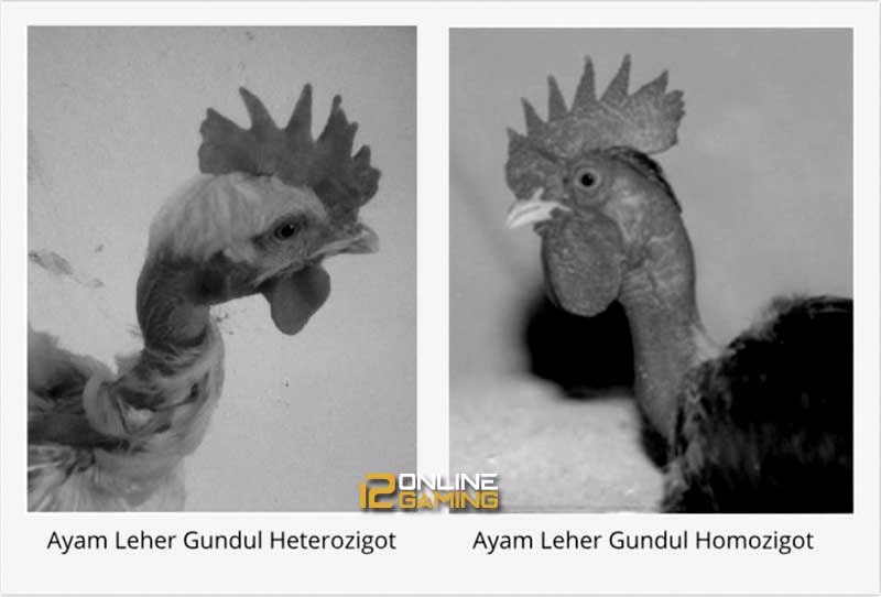Mengenal Ayam Legund (Leher Gundul) 12onlinegaming