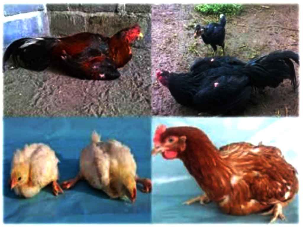 Penyakit Ayam Aduan Akibat Virus