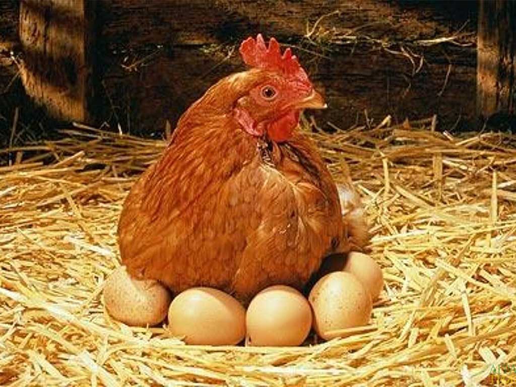 Penyebab Ayam Memakan Telur Sendiri