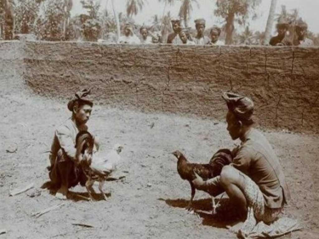 Sejarah Tradisi Sabung Ayam Indonesia