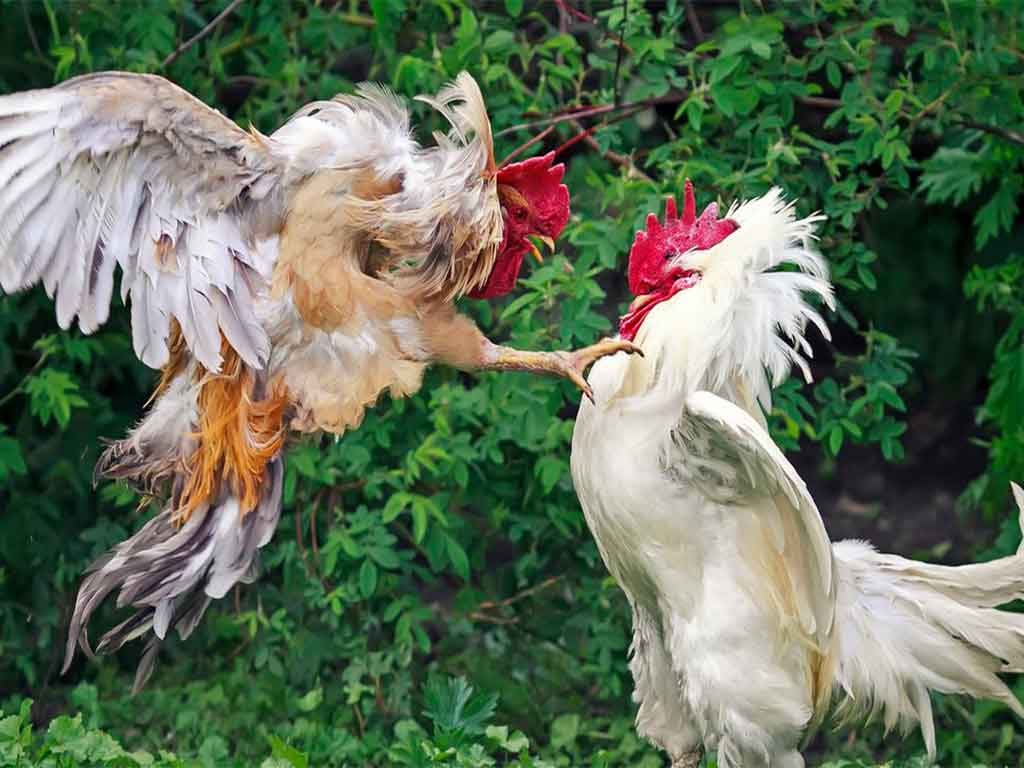 Teknik Ayam Bangkok Tak Terkalahkan