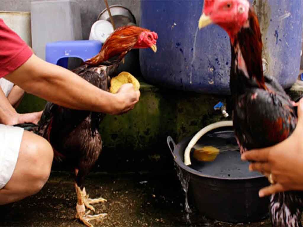 Tips Mengairi Ayam Aduan Dalam Laga