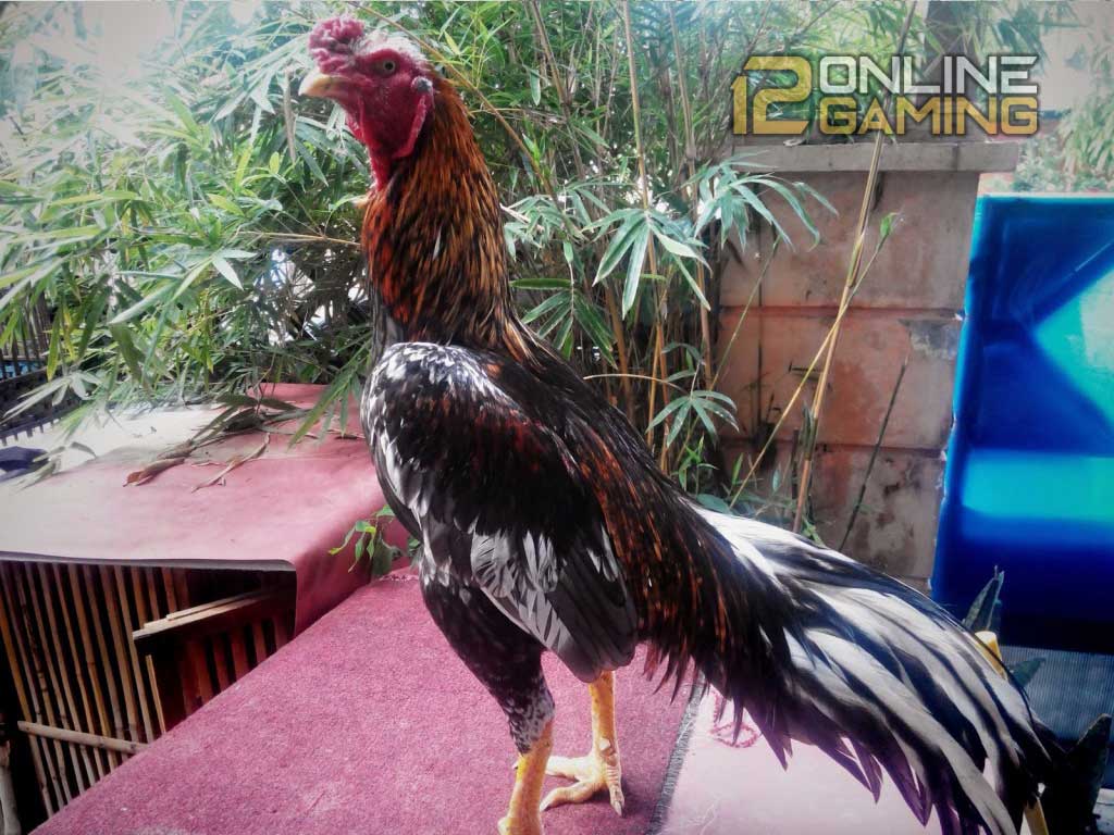 Tips Membuat Tubuh Ayam Bangkok Proporsional