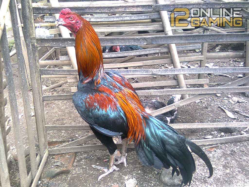 Mengenal Ayam Bangkok Brajamusti
