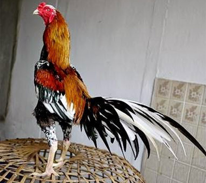 Perbedaan Ayam Taji Dan Ayam Aduan Pukul