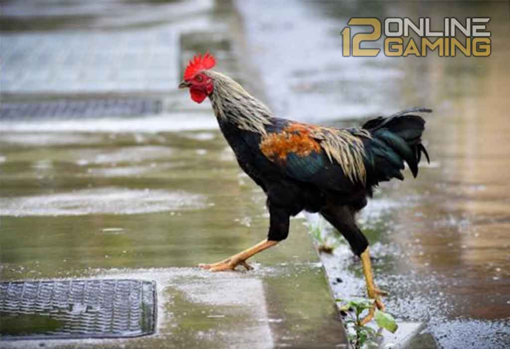Merawat Ayam Aduan Saat Musim Hujan
