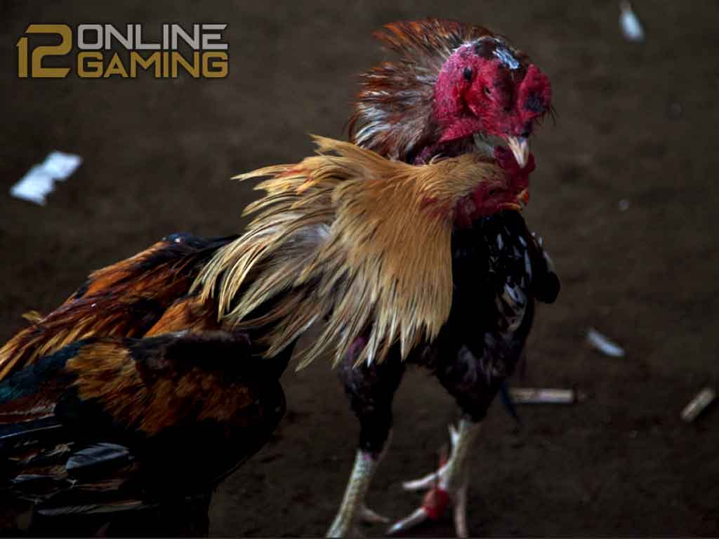 Penyebab Ayam Aduan Kanibal