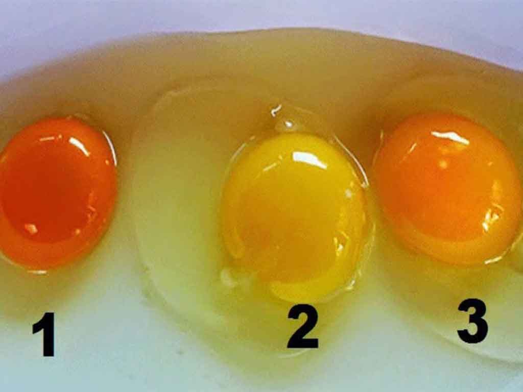 Alasan Warna Kuning Telur Bervariasi