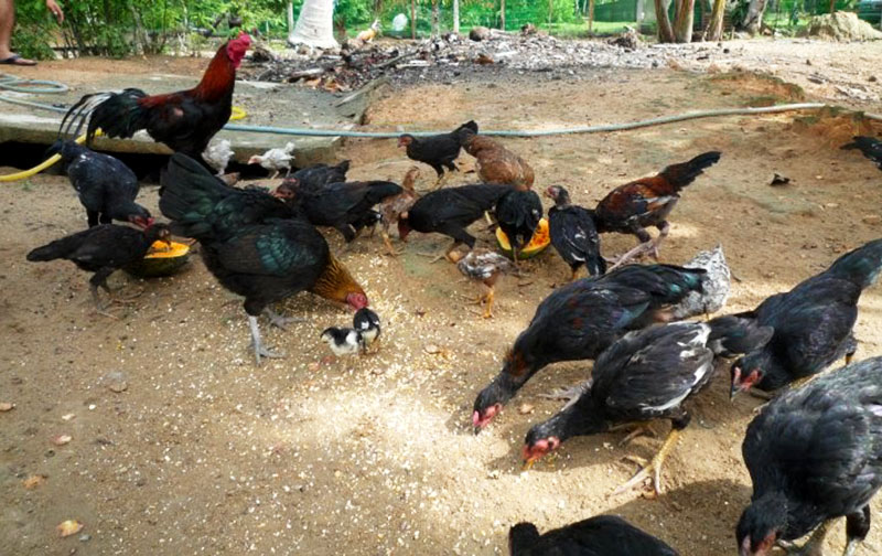 Beberapa Cara Beternak Ayam Kampung