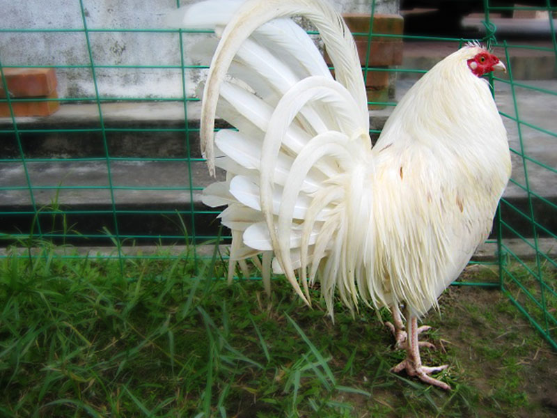 Berbagai Nama Katuranggan Ayam Aduan Dan Kelebihannya