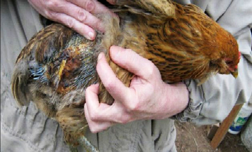 Cara Mencegah Kutu Menyerang Ayam