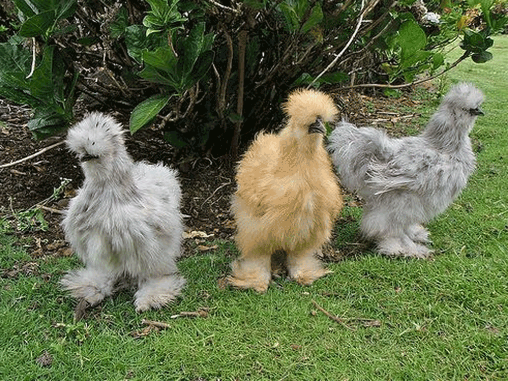 Cara Merawat Ayam Kapas