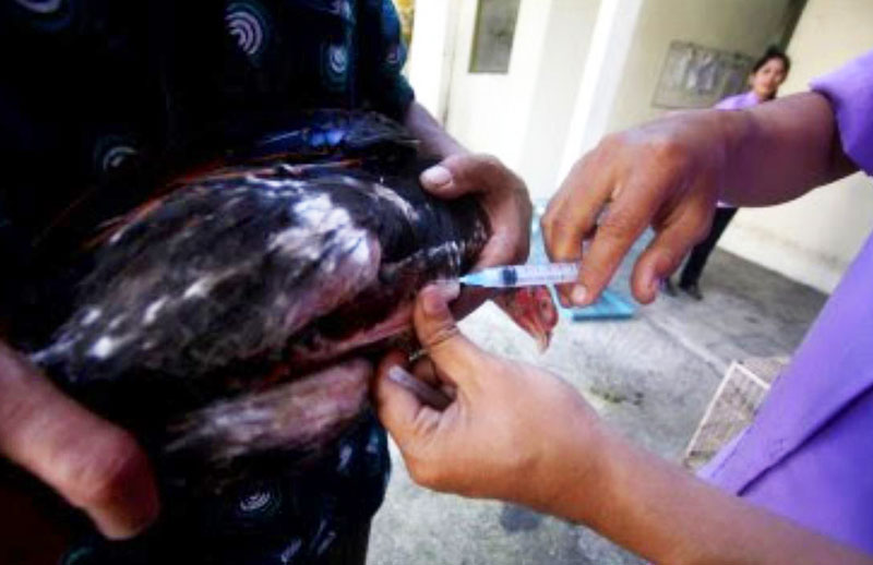 Cara Pemberian Vaksin Ke Ayam Aduan