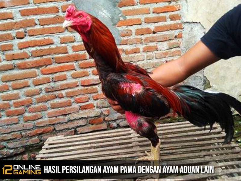 Hasil Persilangan Ayam Pama Dengan Ayam Aduan Lain