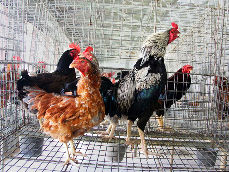 Langkah Awal Beternak Ayam Kampung Hingga Panen