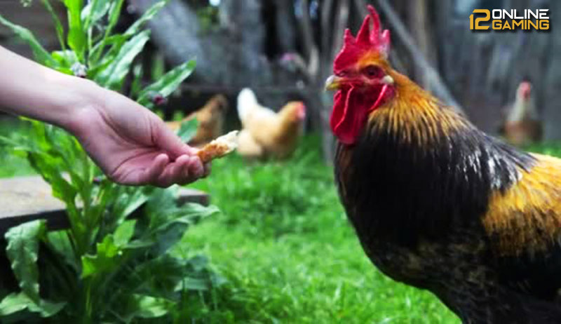 Manfaat Dan Efek Samping Vitamin Yang Diberikan Pada Ayam Aduan