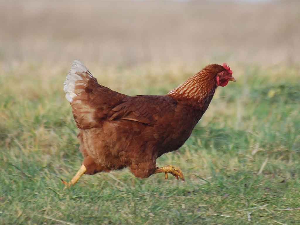 Mengatasi Ayam Yang Ketakutan