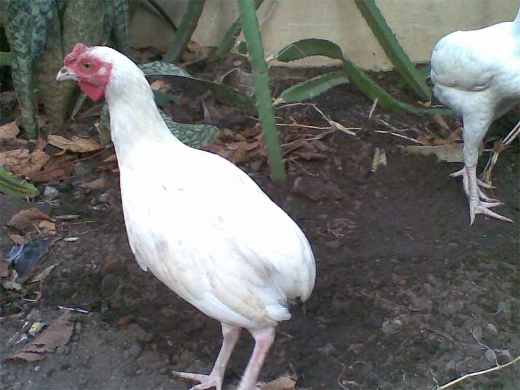 Mengenal Ayam Hias Tukung