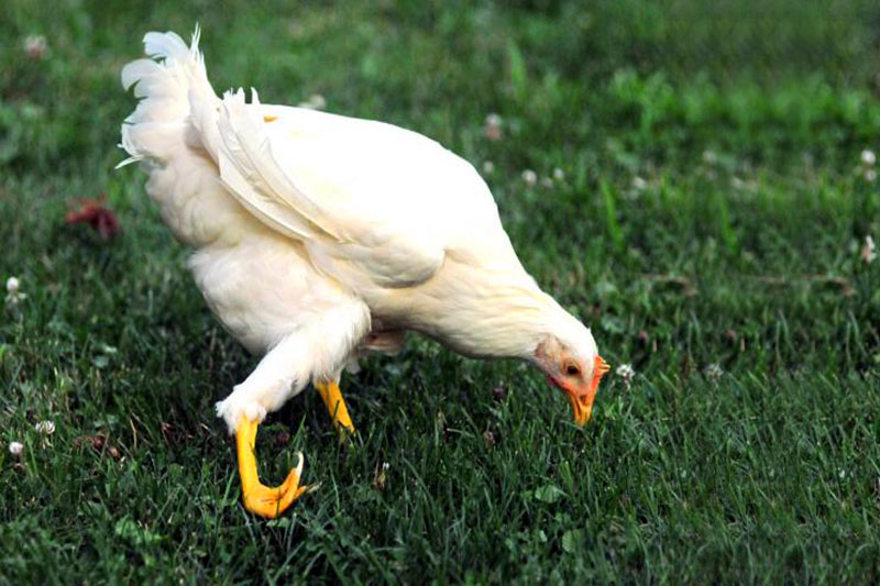 Merawat Kaki Ayam Aduan Yang Lemas