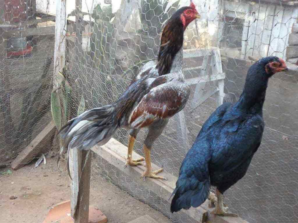 Panduan Memelihara Ayam Bangkok Lebih Dari Satu