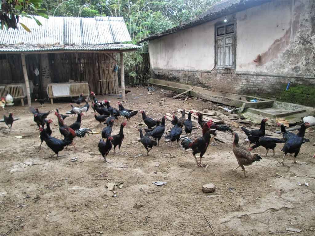 Persiapan Untuk Beternak Ayam