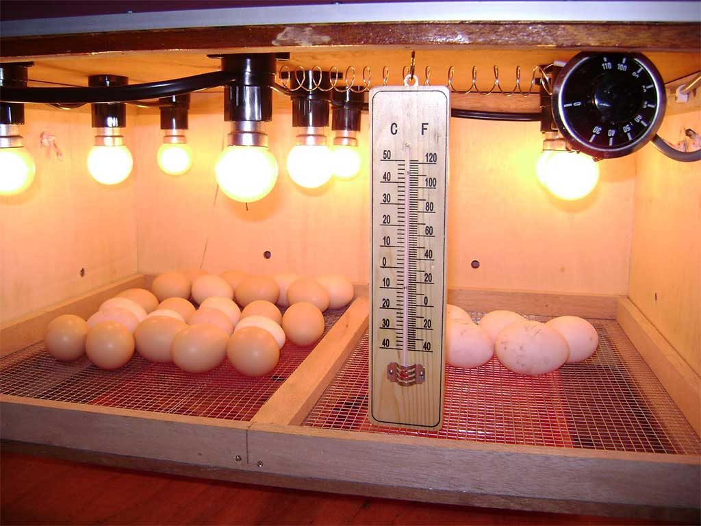Tips Penetasan Telur Dengan Mesin tetas