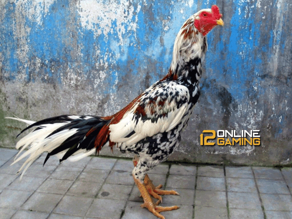 Mengenal Ayam Bangkok Blorok Madu