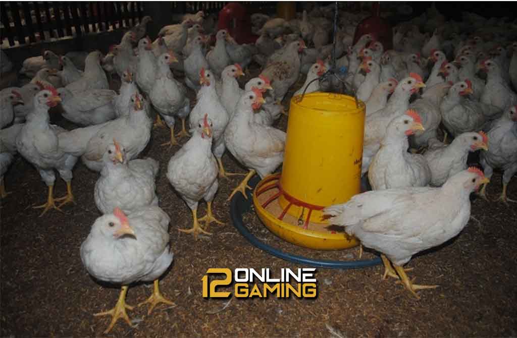 Tips Jitu Beternak Ayam Pejantan